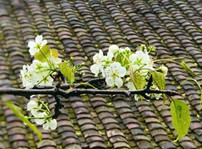 tour-ho-na-hang-hong-thai-ngam-hoa-le-2-ngay-1-dem